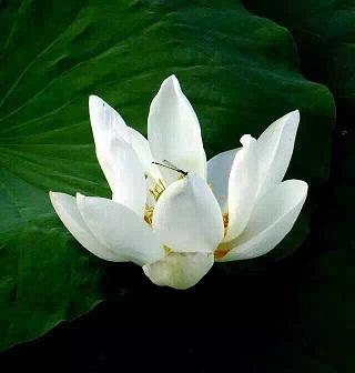 从此,一朵白莲,长进心里.博客也好,会员号也罢,用得着头像