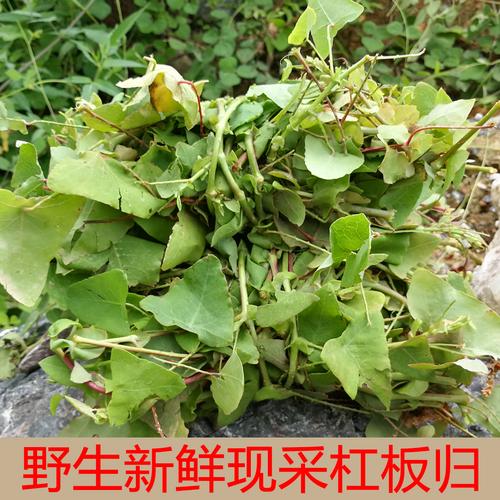 新鲜杠板归野生老虎脷河白草蛇倒退蛇不过梨头刺500g包邮中草药