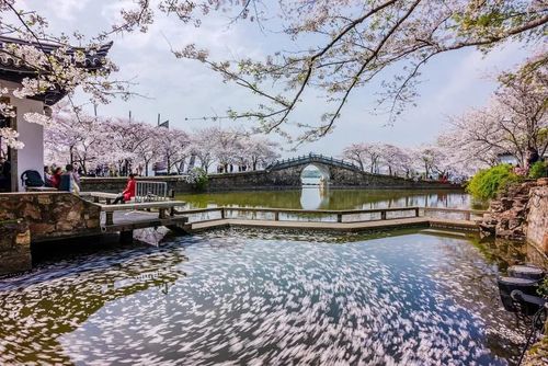 "每年3月,无锡太湖鼋头渚的樱花也次第绽放,灿若霞光,美不胜收,作为