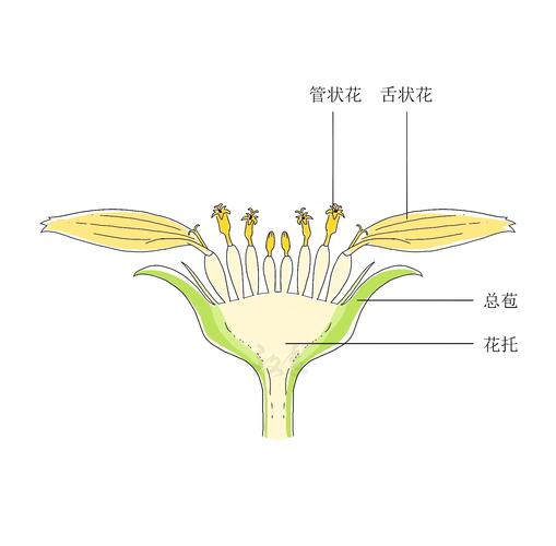�菊科植物的奇妙世界�