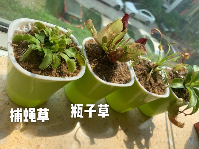 其它 夏日植物萌友—食虫草 写美篇     捕蝇草极为好养,是一种非常有