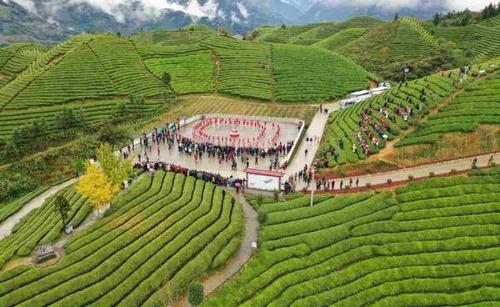 10月16日,游客在湖北省鹤峰县走马镇木耳山生态茶园观看文艺表演