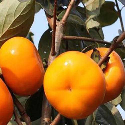 火晶柿子树苗 脆甜柿子苗 海彬 现货出售柿子苗 品种多样