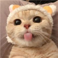 人气可爱猫咪头像