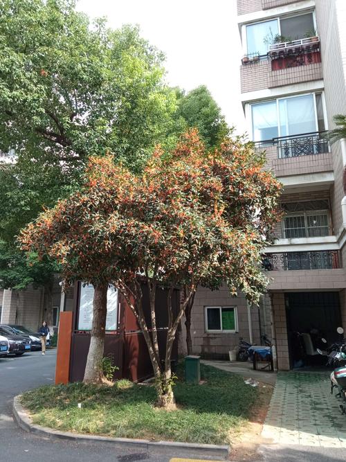 里遍种桂花树,有些小区干脆以桂花命名,如桂花城,兰桂花园,紫桂花园