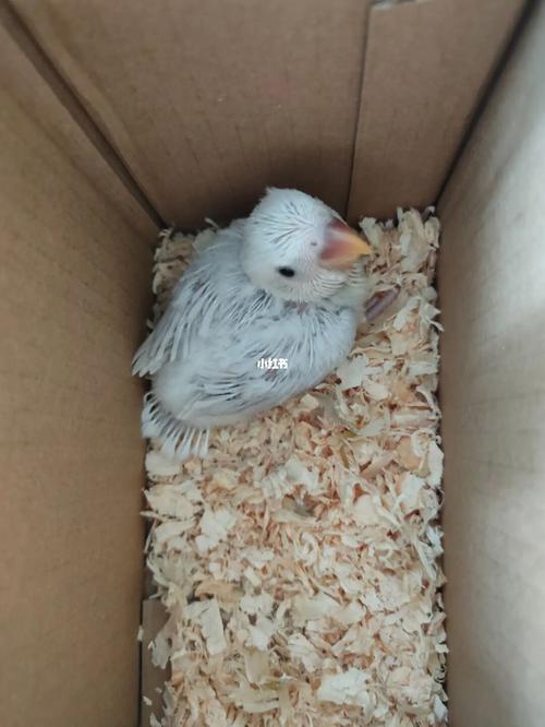 牡丹鹦鹉_牡丹_鹦鹉_秋天去哪玩_宠物_宠物其他