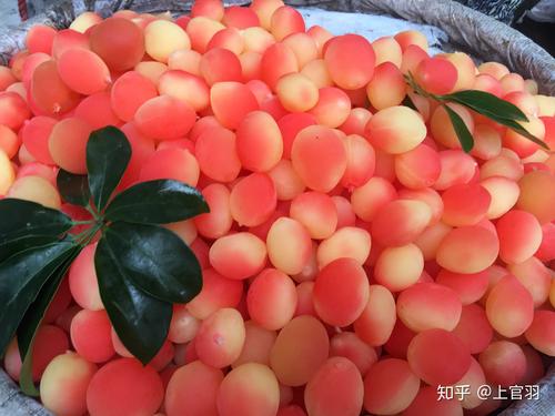 谁知道这是一种什么水果?卖的人说是一种梅子,具体叫什么?