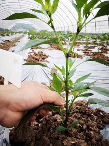 辣椒适时整枝打叉的意义