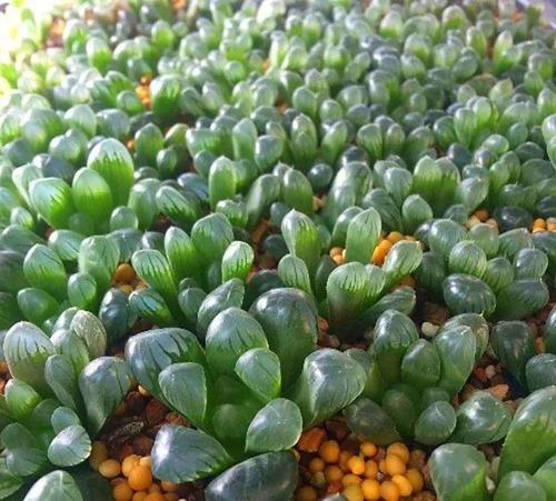 玉露多肉怎么快速爆盆的方法