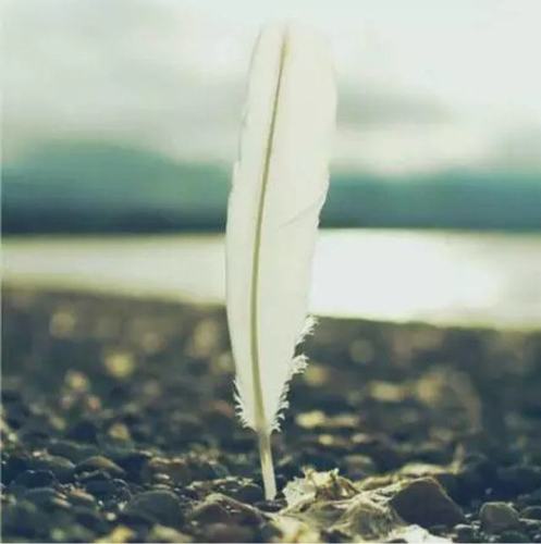 意境羽毛头像图片