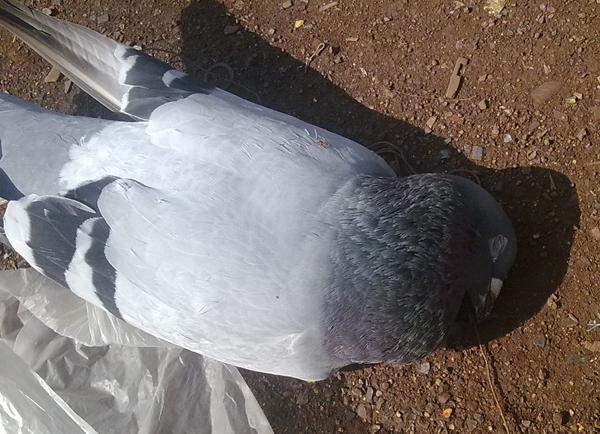 凯鸽鸽药教您正确认识沙门氏菌病