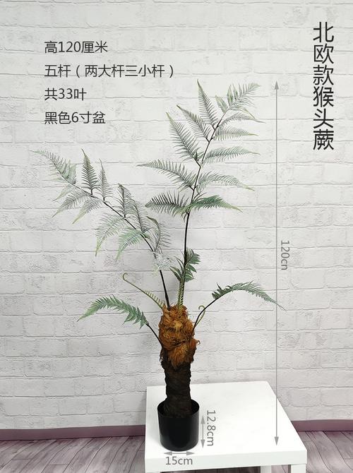全国包邮猴头蕨植物盆栽金丝猴草假树室内禅意绿植摆件家居饰品