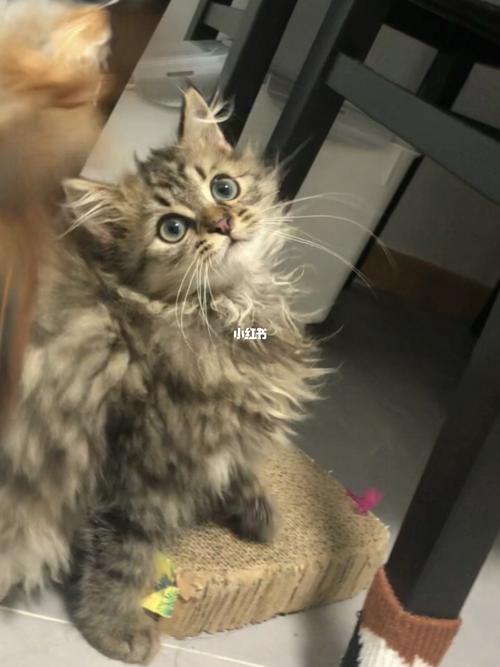领养来的小猫咪 长毛小狸花串串_领养_串串_猫咪_狸花
