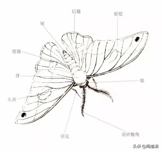 中国花鸟画中工笔画教程--小飞蛾的画法