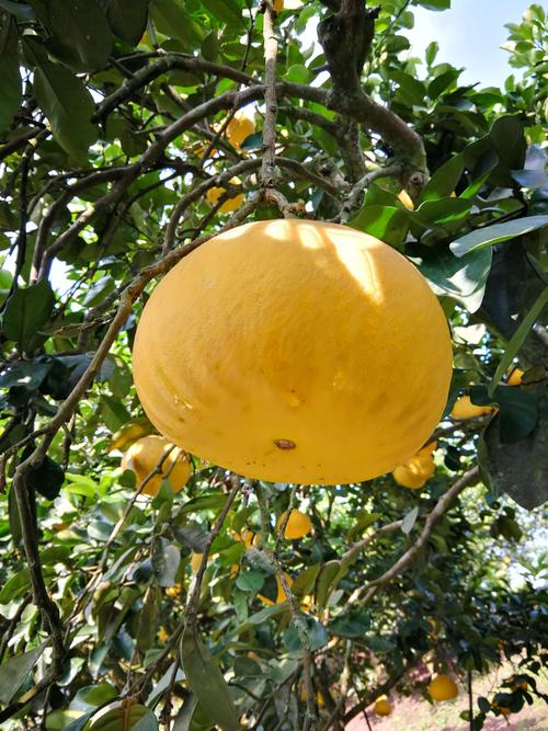 梁平柚子熟了,我在树下等你