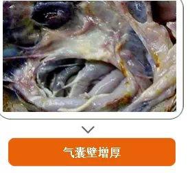 种鸡黄痢(气囊炎,腹膜炎),除了常见的症状外,种鸡