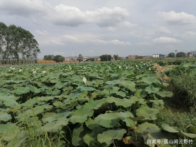 九重皮!覃塘莲藕