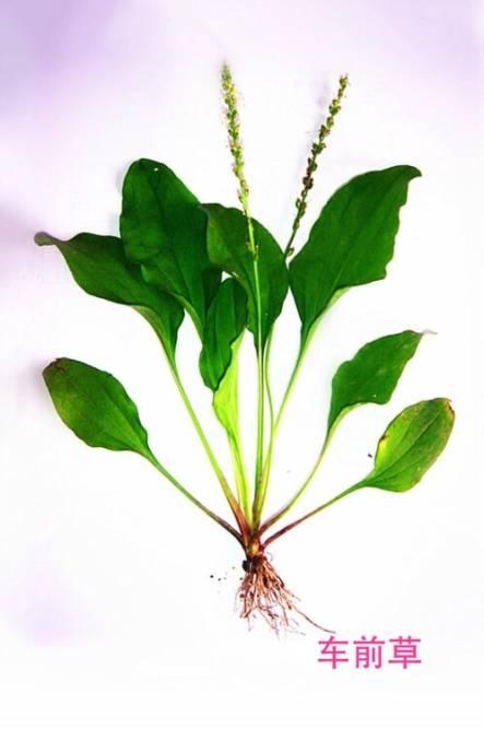 看图识药——100种常见中草药 (仅供了解)