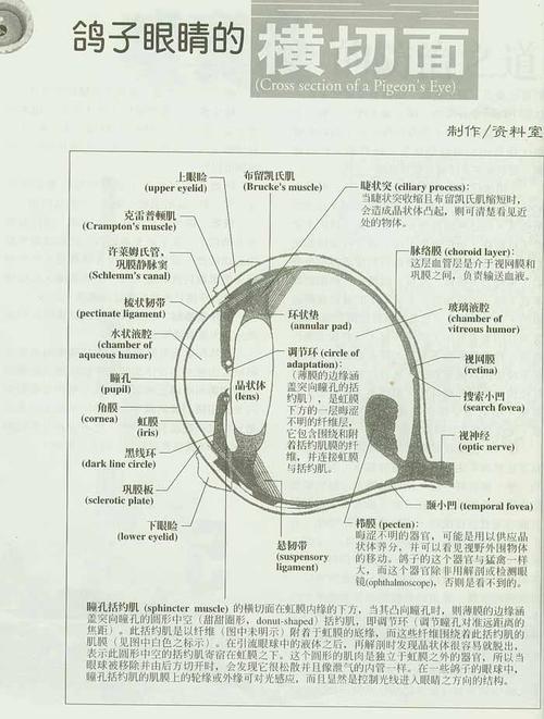 眼球切面图海南黄花梨木切面图芹菜茎的横切面图
