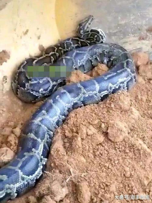海丰一处工地挖出百余斤重大蟒蛇