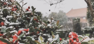 今天魔都的一场大雪,把上海人逼成了段子手.