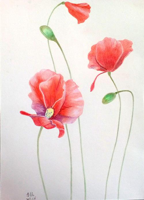 花卉简笔画彩铅简单集