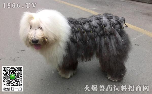 2016古代牧羊犬价格