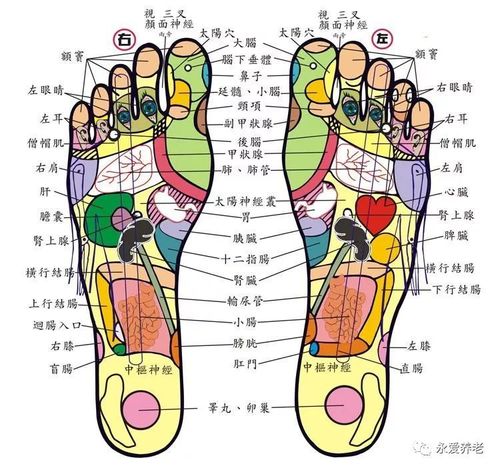 适用于脑震荡,高血压病,头痛,失眠,头昏,头重以及记忆力减退,小脑萎缩