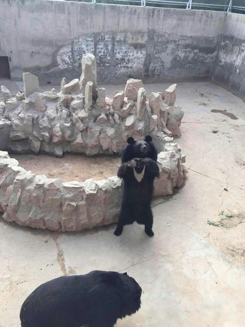 看一下照片是不是兰州五泉山动物园?最好有类似的相片