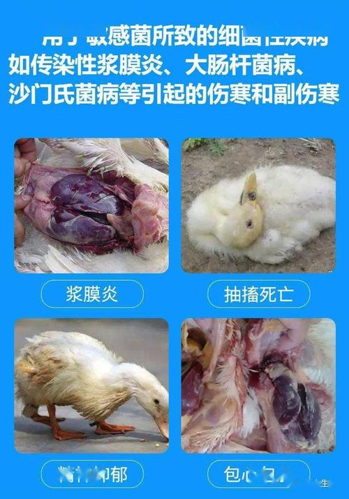 【鸭药精品】鸭病专家——"专业"让养殖更轻松