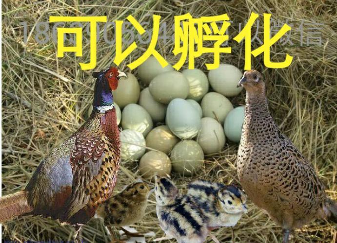 野鸡蛋种蛋 受精蛋 七彩山鸡种蛋 可孵化小鸡的种蛋 30枚包邮促销
