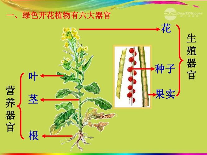 七年级生物上册_第三节_植物体的结构层次课件_新人教版ppt