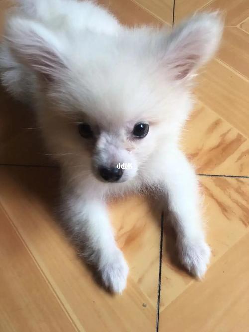博美还是银狐?_博美_宠物_狗_晒狗