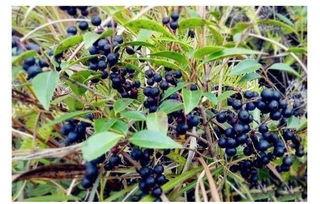 将乌饭果泡酒,常服用可以缓解风湿关节痛.