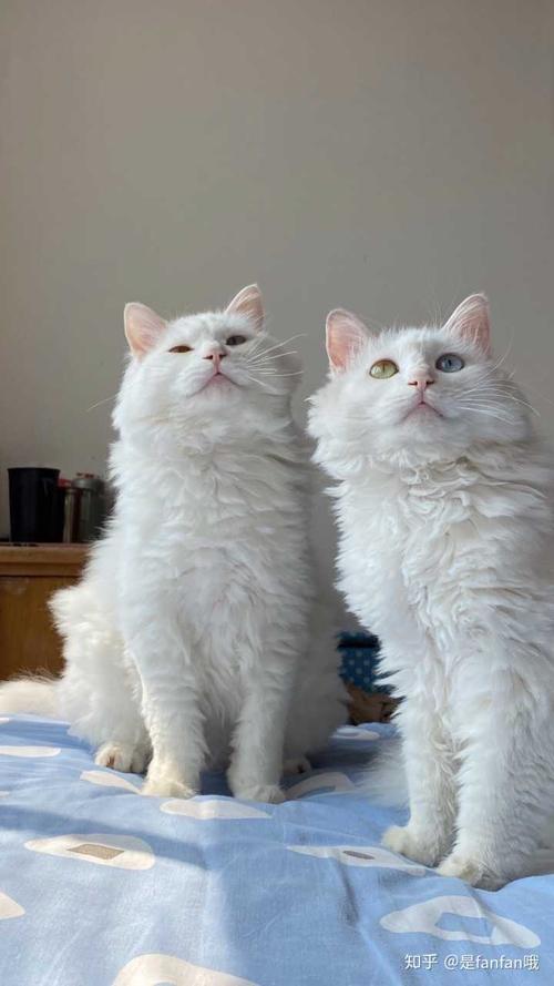 狮子猫为什么被炒到了几千块?