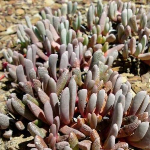 世界上最任性沙漠每年有一个月会长出遍地多肉植物和野花