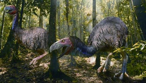 另外也有人认为冠恐鸟有可能是腐食性,杂食