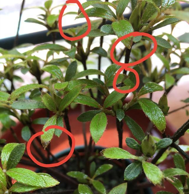 杜鹃花的叶尖发黑是怎么回事?勤快也是错,喷水和浇水