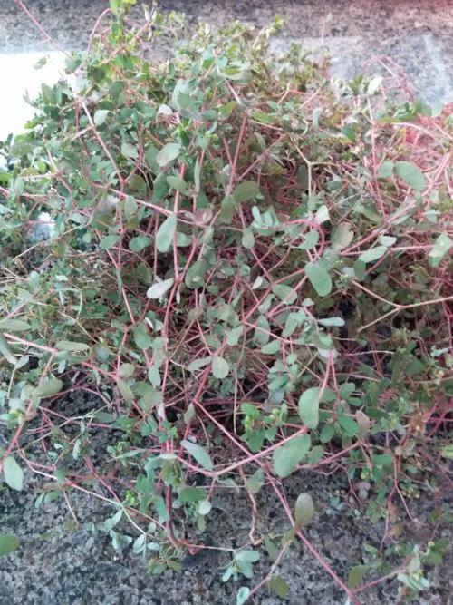 血见愁草,血见愁,小虫儿卧单,铁线草,普瓣草,血风草,马蚁草,雀儿卧单