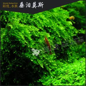 [陌度水族]垂泪莫斯 前景水草眼泪moss绑沉木鱼缸造景垂枝莫丝树