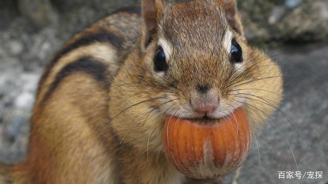 松鼠吃什么食物为主坚果类是它们的最爱