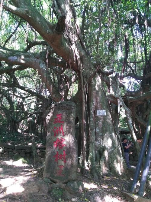 亚洲榕树王一日游
