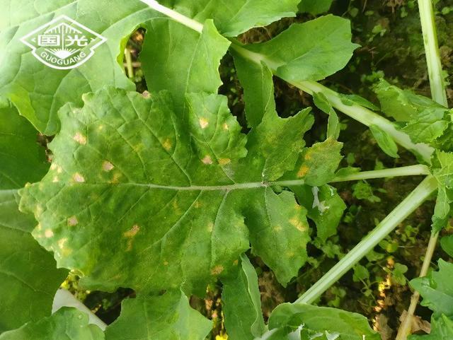霜霉病危害叶片初期,叶片出现淡黄色斑点