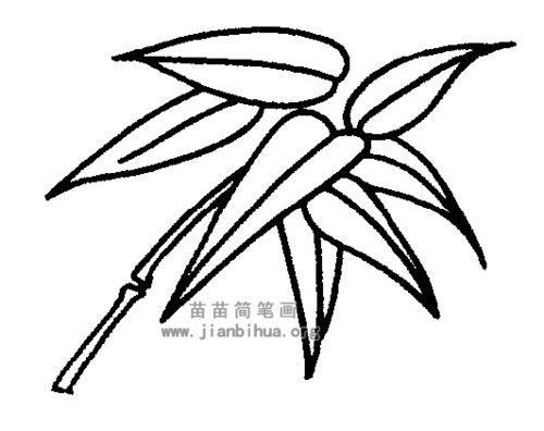 竹叶简笔画图片与资料
