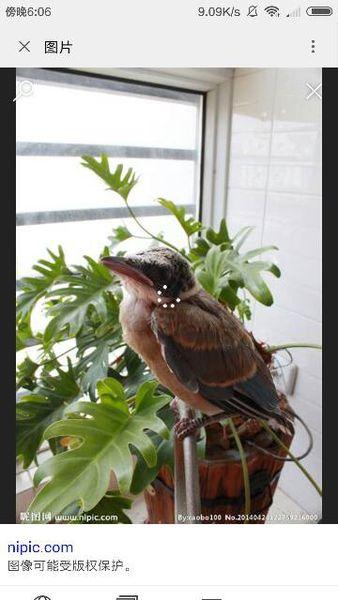 展开全部 这是灰喜鹊幼鸟