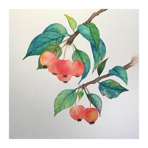 day102 水彩:海棠果