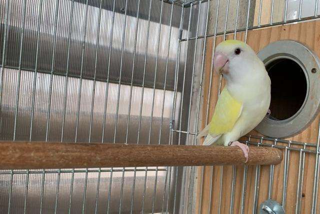 牡丹鹦鹉雏鸟缺钙