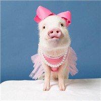 微博小猪情侣头像一左一右【点击鼠标右键下载】