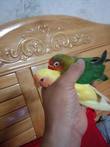 这两只牡丹鹦鹉是一公一母吗?