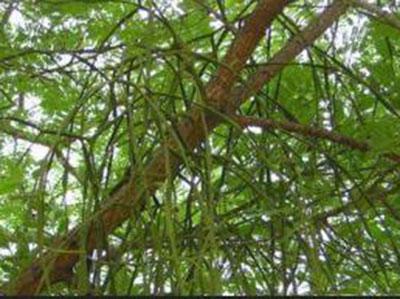 【别名】螃蟹夹,桐树寄生,桐子寄生[四川],枫树寄生,枫香寄生,蟹爪